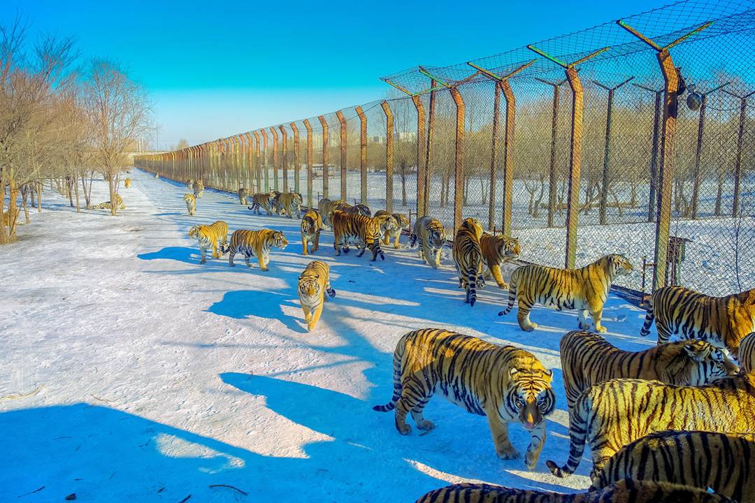 哈爾濱景點