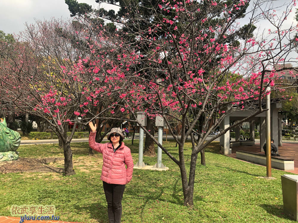 中壢藝術園區櫻花