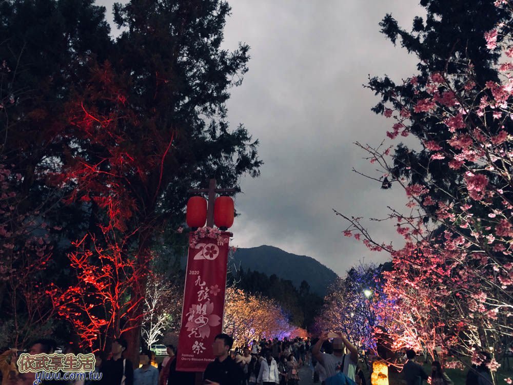 2020九族櫻花祭-夜櫻