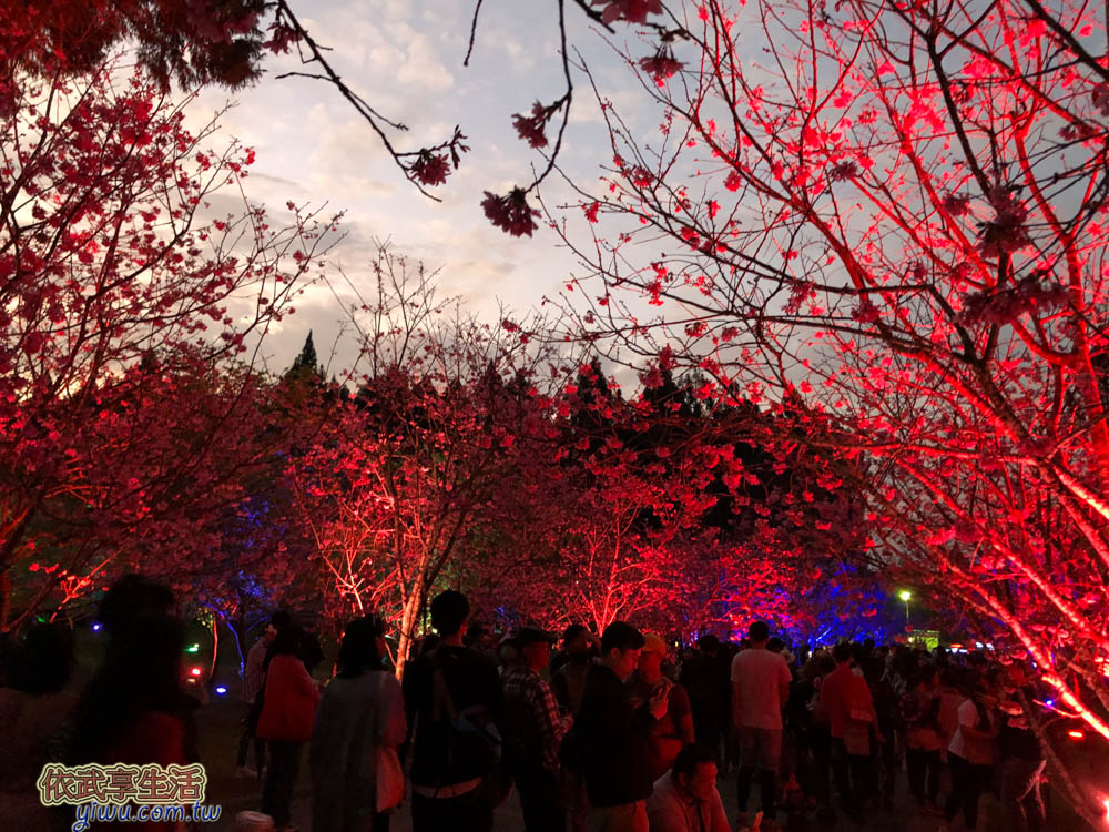 2020九族櫻花祭-夜櫻