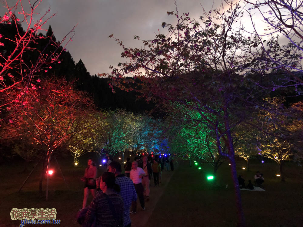 九族櫻花祭-夜櫻