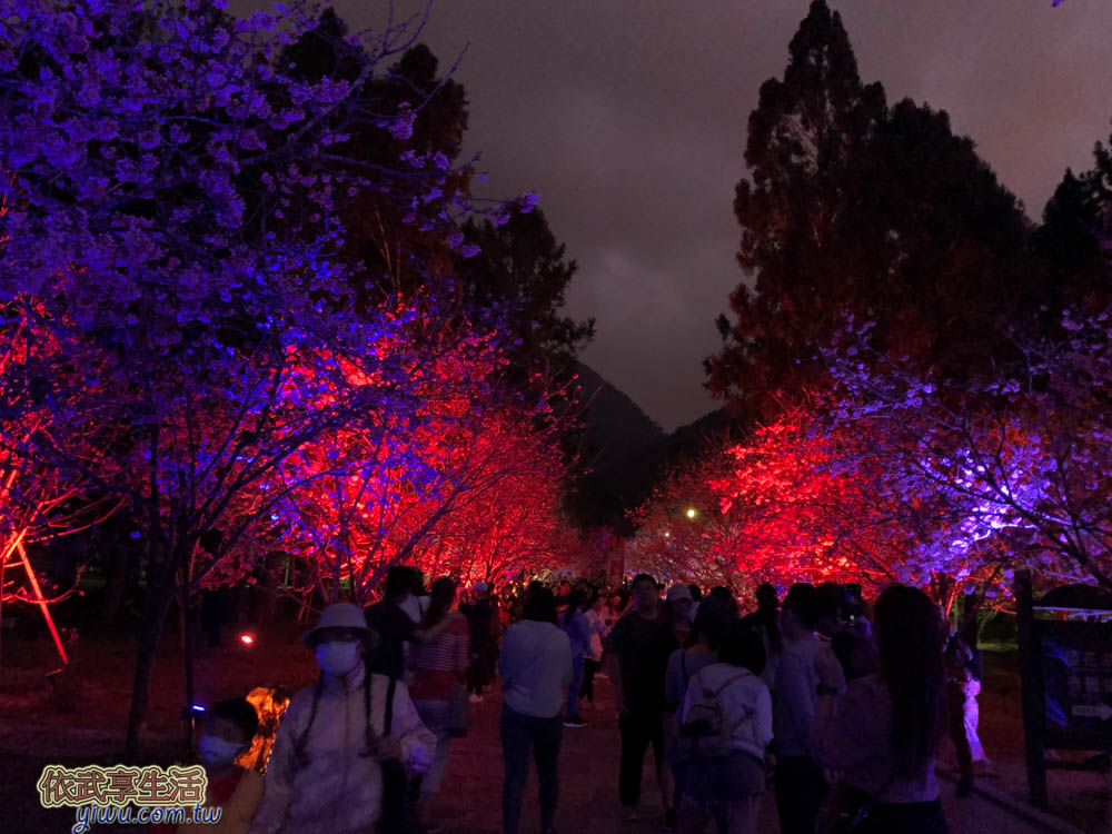2020九族櫻花祭-夜櫻