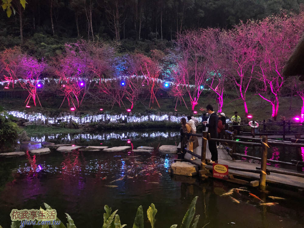 2020九族櫻花祭-夜櫻