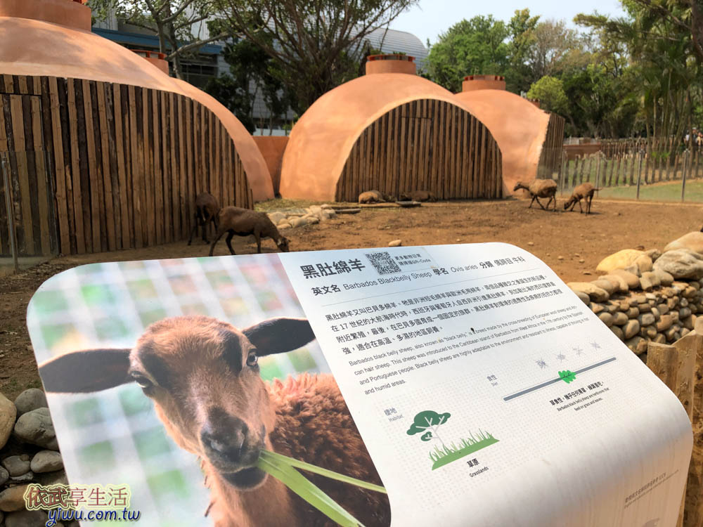 新竹市立動物園黑肚綿羊