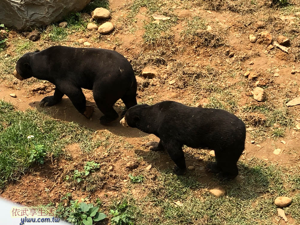 新竹市立動物園馬來熊