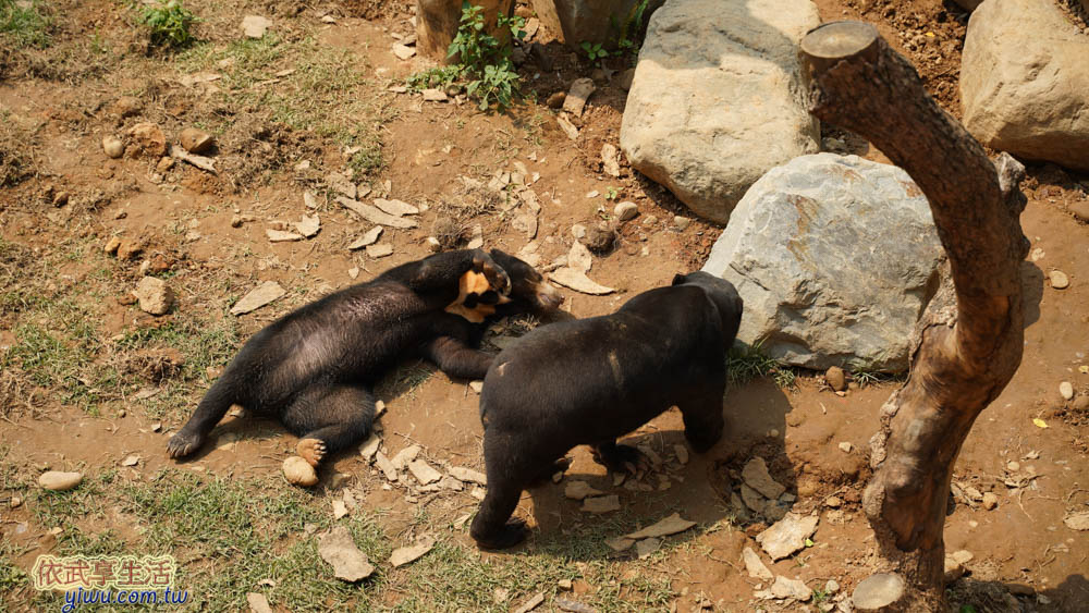 新竹市立動物園馬來熊