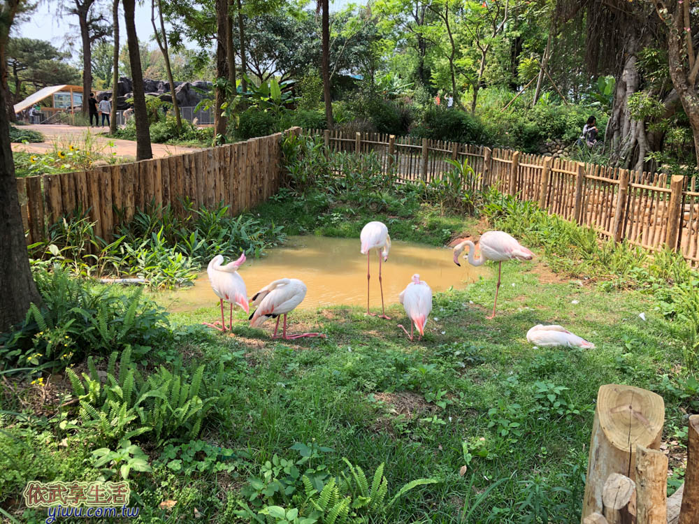 新竹市立動物園大紅鶴