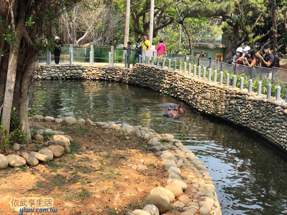 新竹市立動物園河馬樂樂