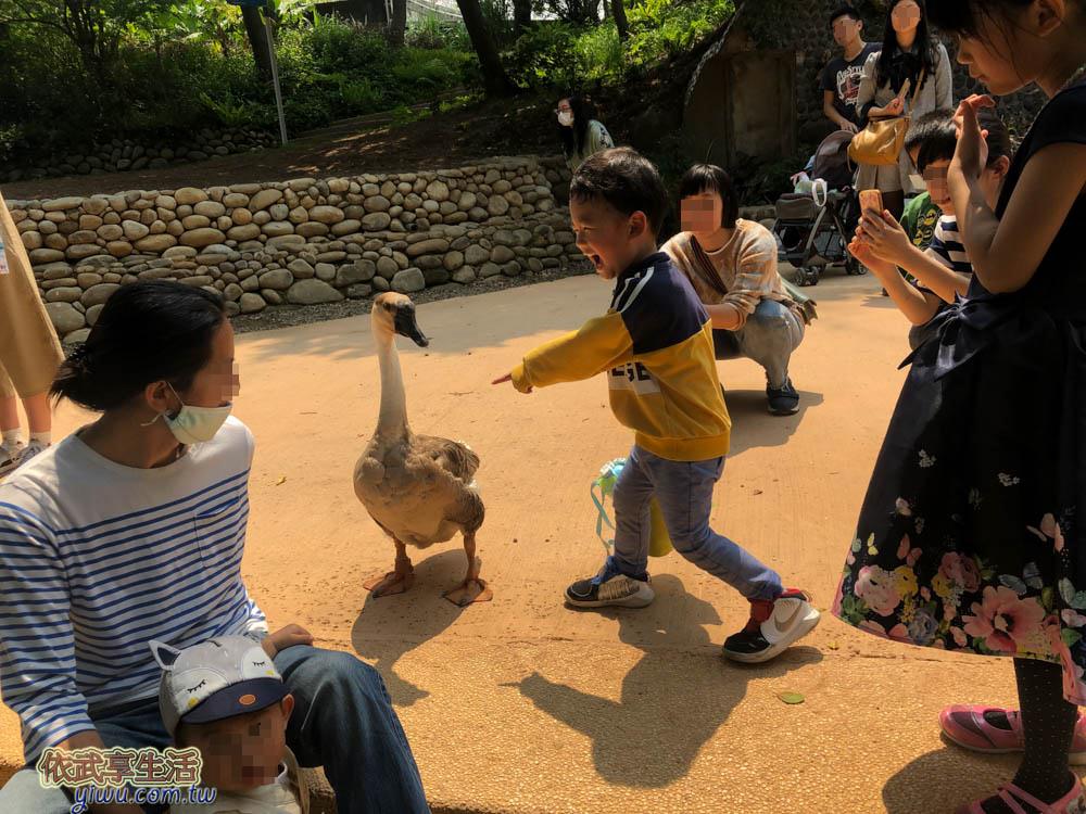 新竹市立動物園的鵝