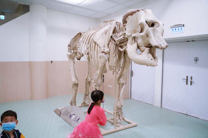 新竹動物園圖書館大象綾子標本