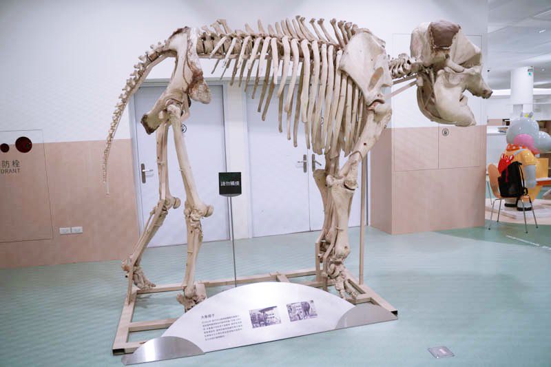 新竹動物園圖書館大象綾子標本