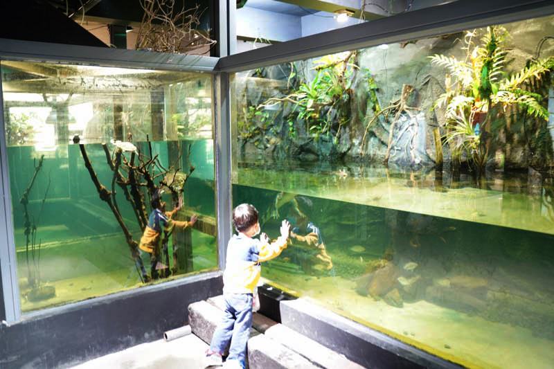 新竹台灣昆蟲館大型水族箱