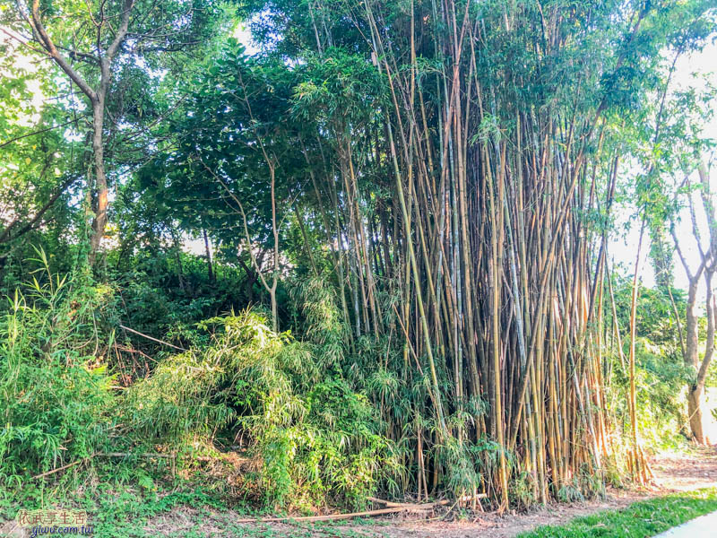 新竹明湖公園竹林