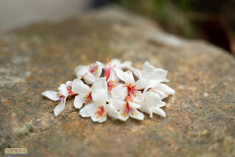 歇心茶樓油桐花