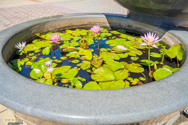 湖口好客文創園區蓮花
