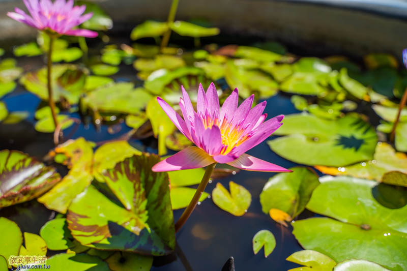 湖口好客文創園區蓮花
