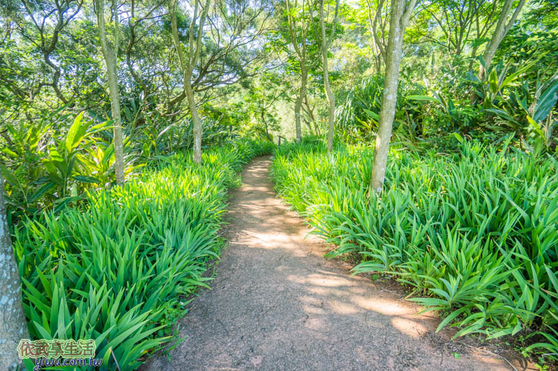 青青草原步道景緻