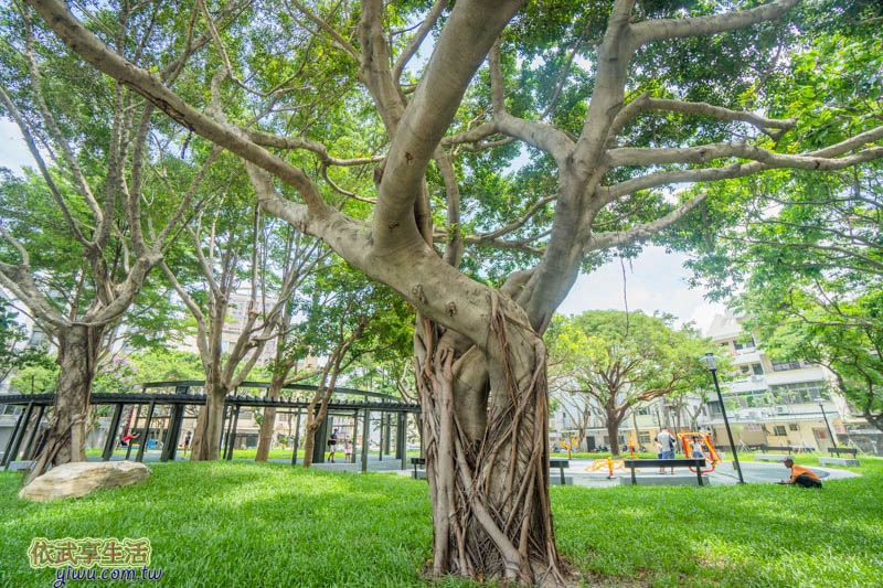 新竹民族公園大榕樹