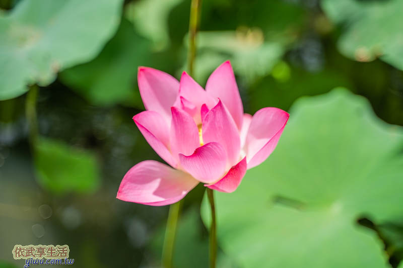 新瓦屋客家文化保存區生態池賞荷