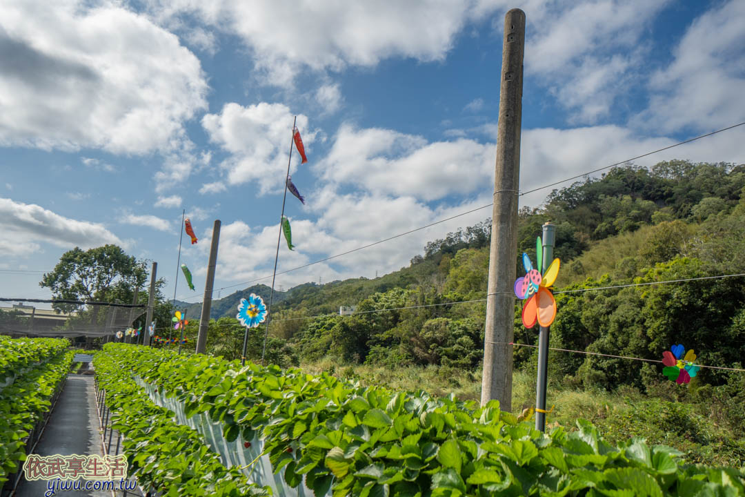 大湖草莓