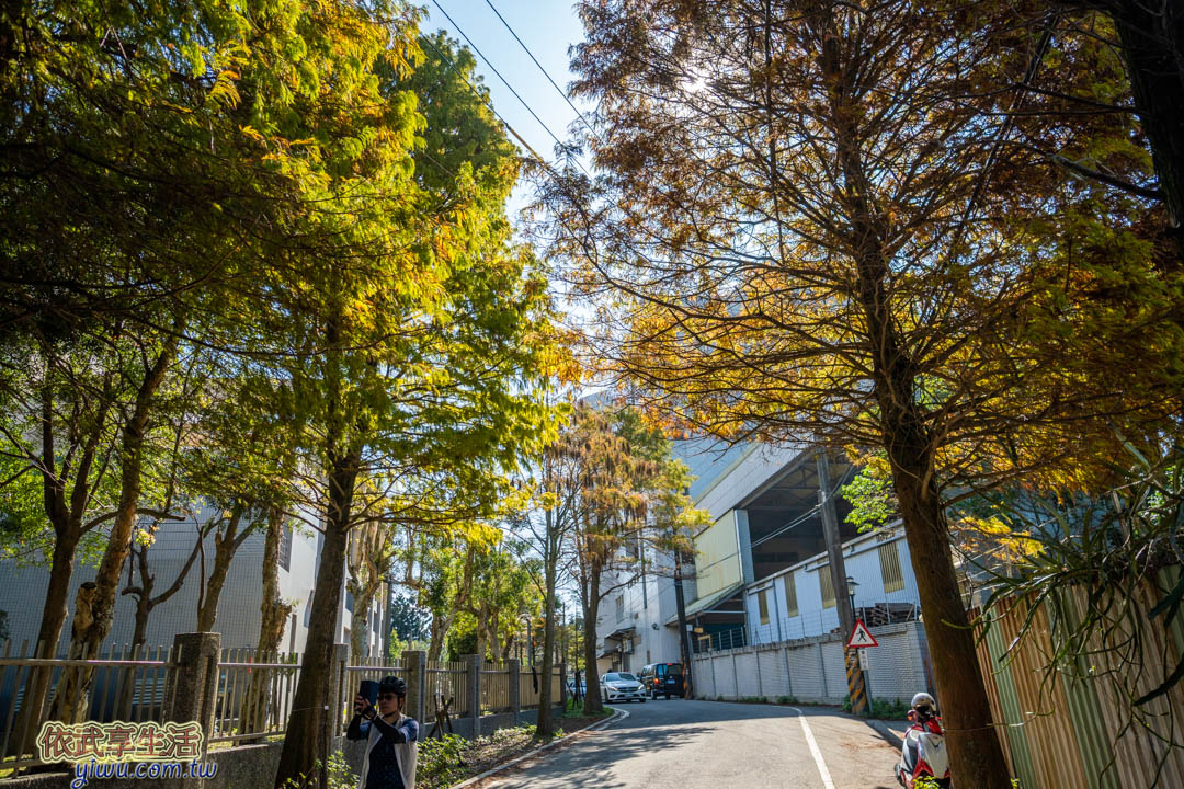 大溪落羽松大道