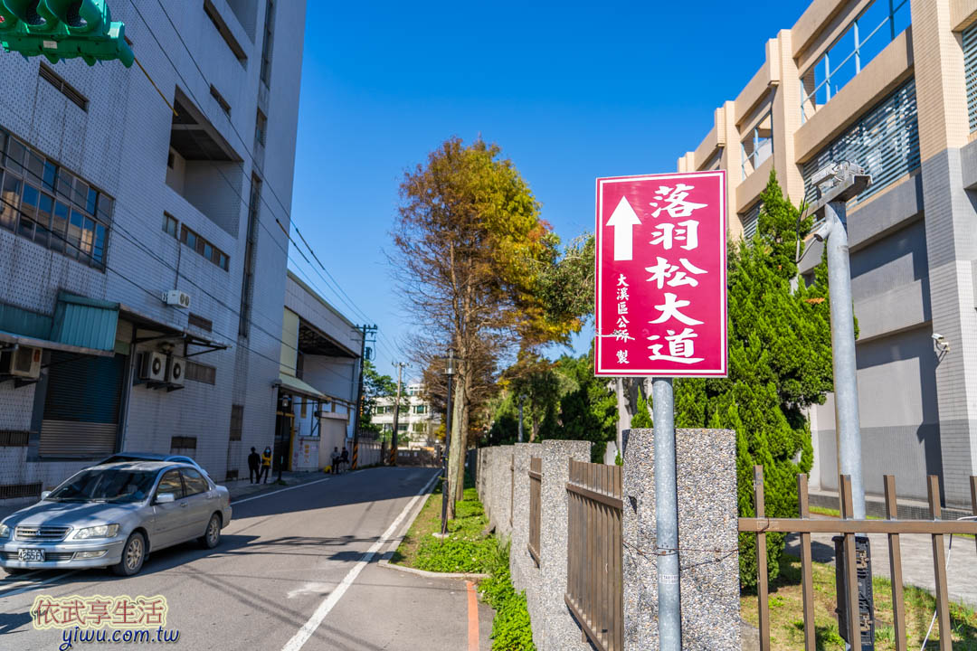 大溪落羽松大道