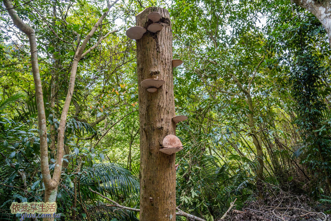 後慈湖