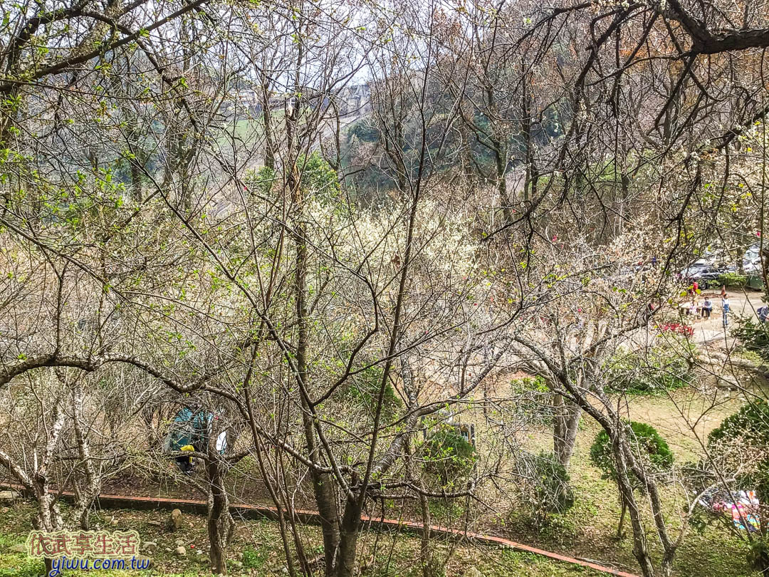 石門水庫梅花