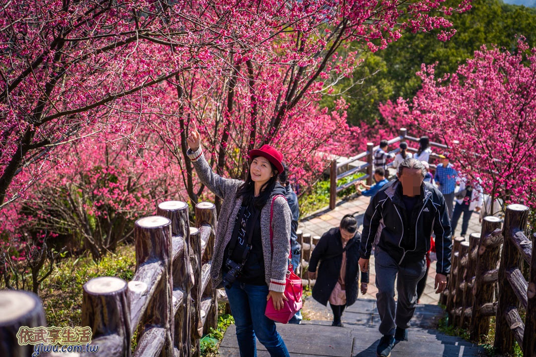協雲宮櫻花
