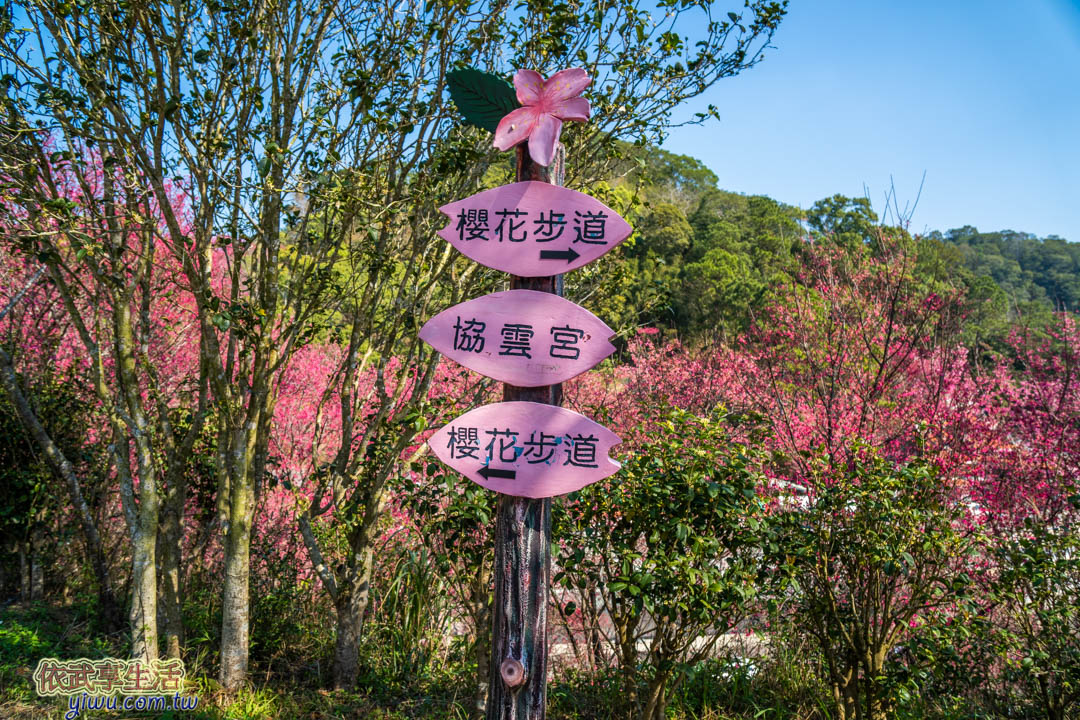 協雲宮櫻花