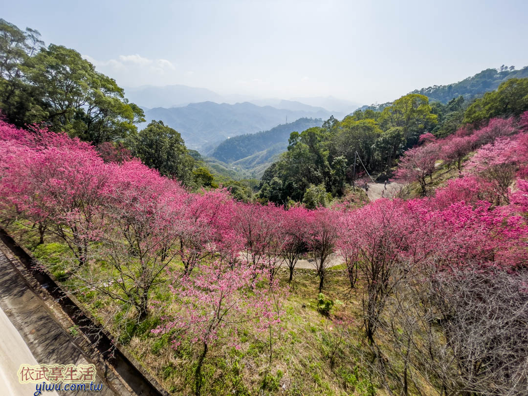 協雲宮櫻花