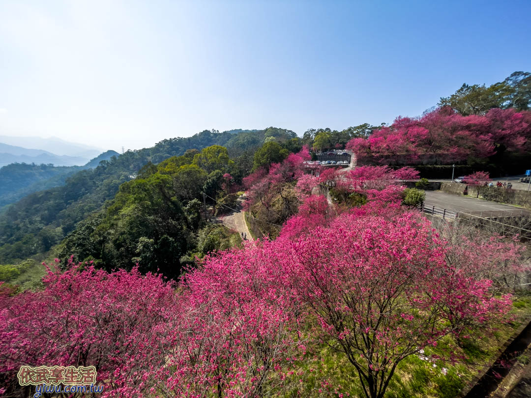 協雲宮櫻花