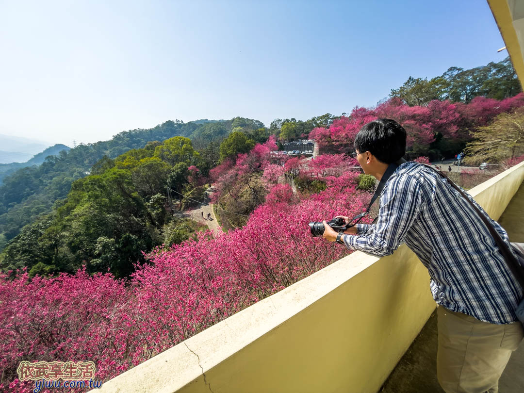 協雲宮櫻花