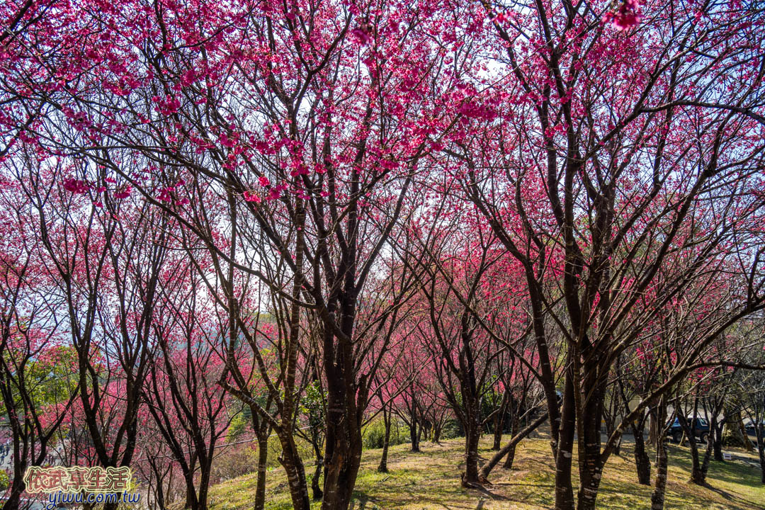協雲宮櫻花