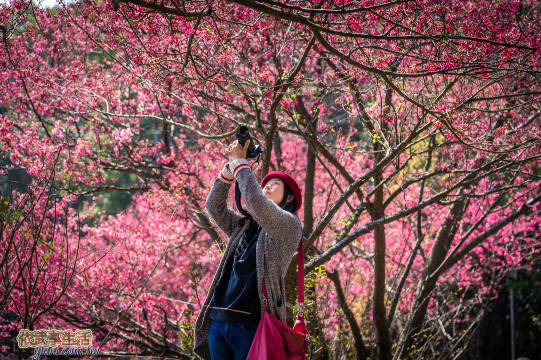 協雲宮櫻花