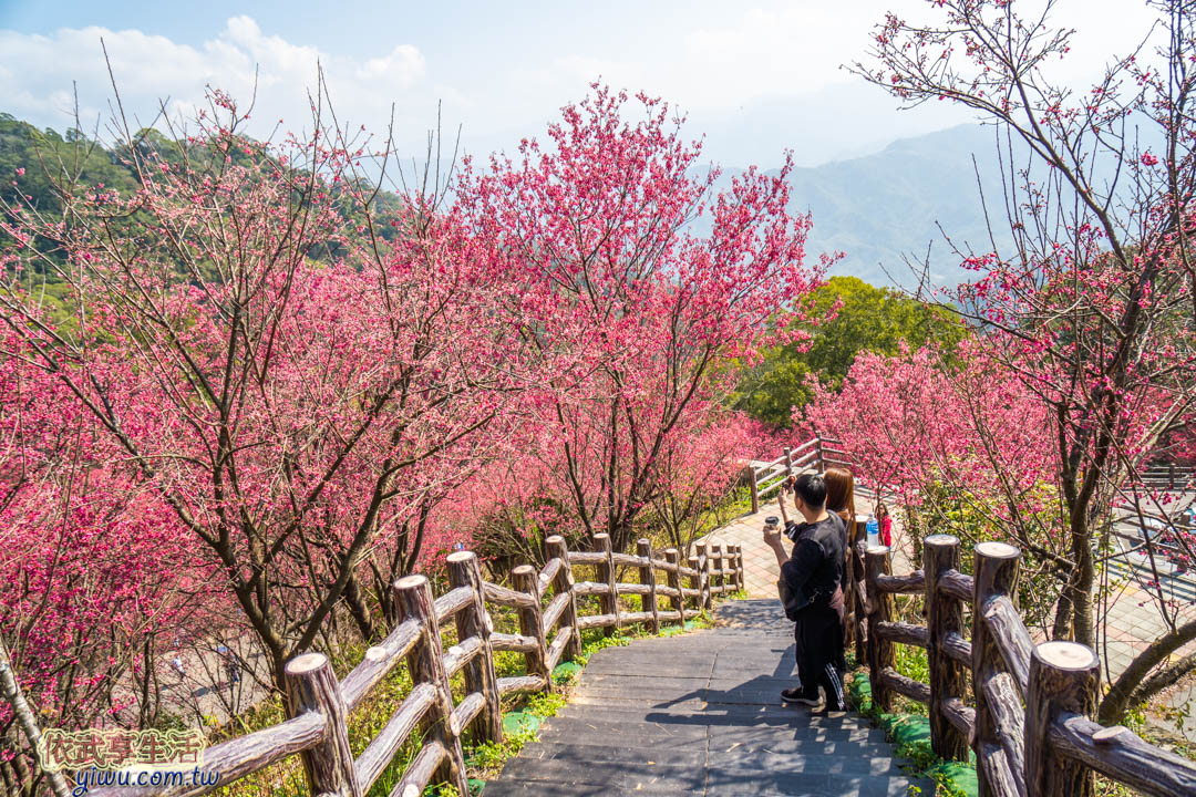 協雲宮櫻花