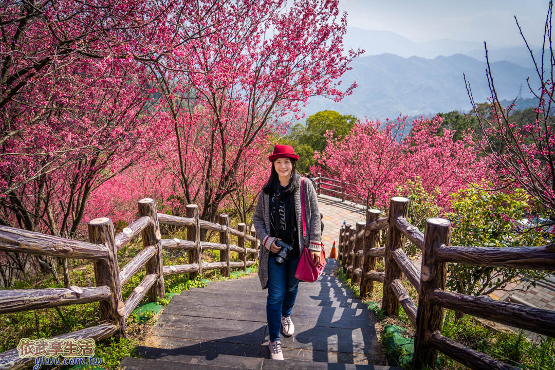 協雲宮櫻花