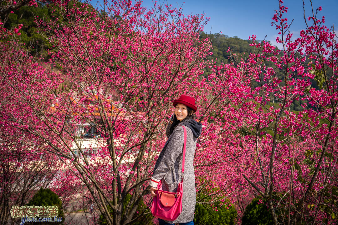 協雲宮櫻花