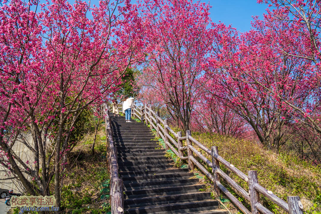 協雲宮櫻花