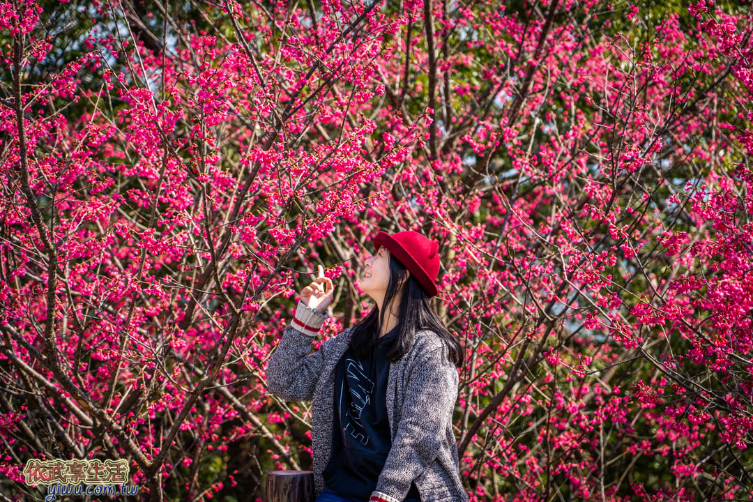 協雲宮櫻花