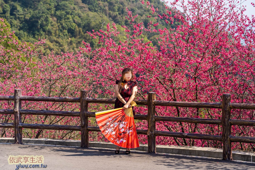 協雲宮櫻花