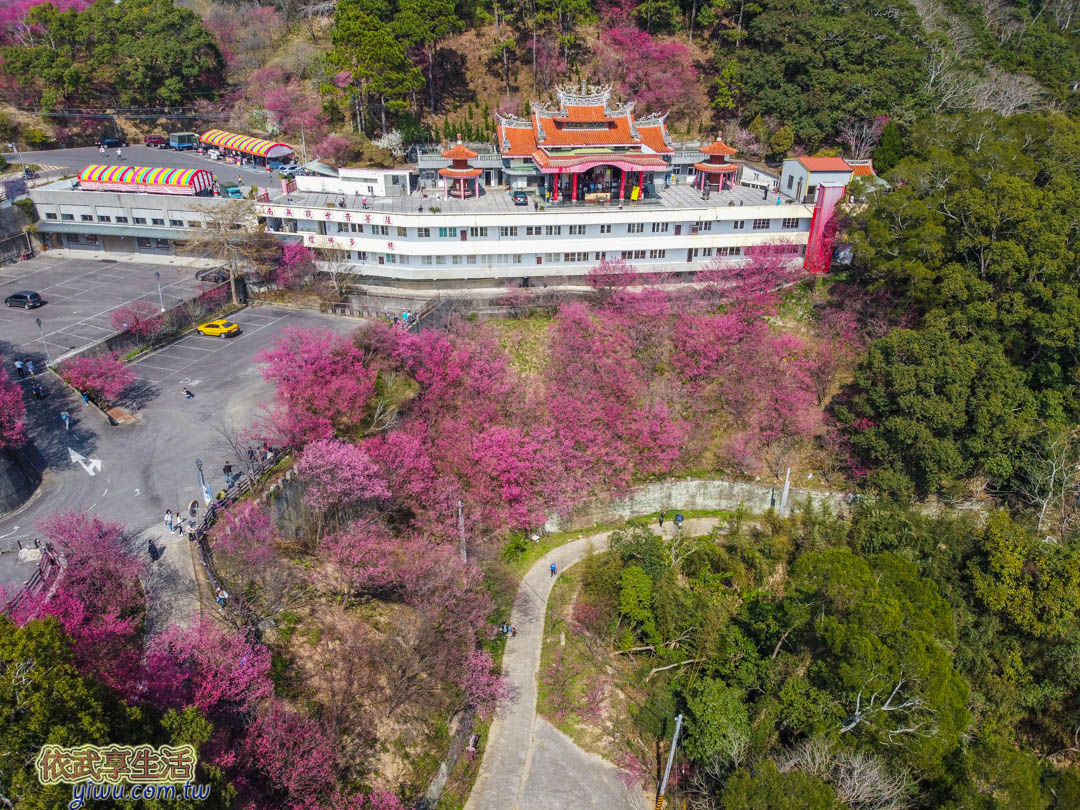 協雲宮櫻花