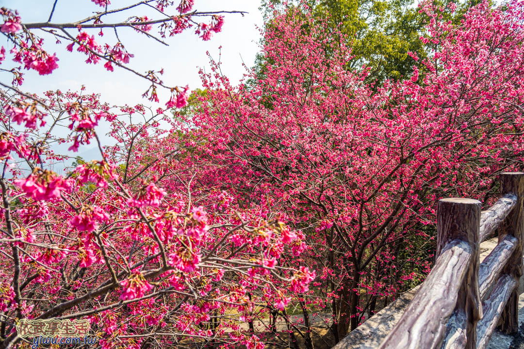協雲宮櫻花