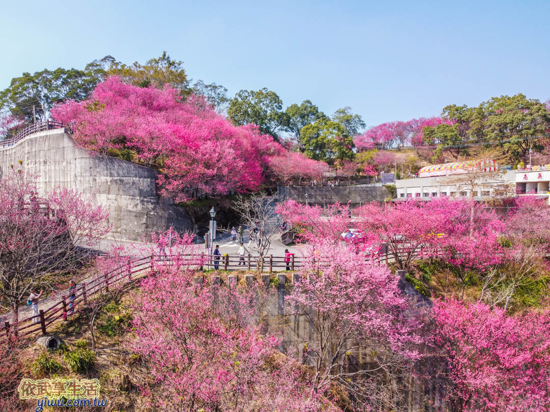 協雲宮櫻花