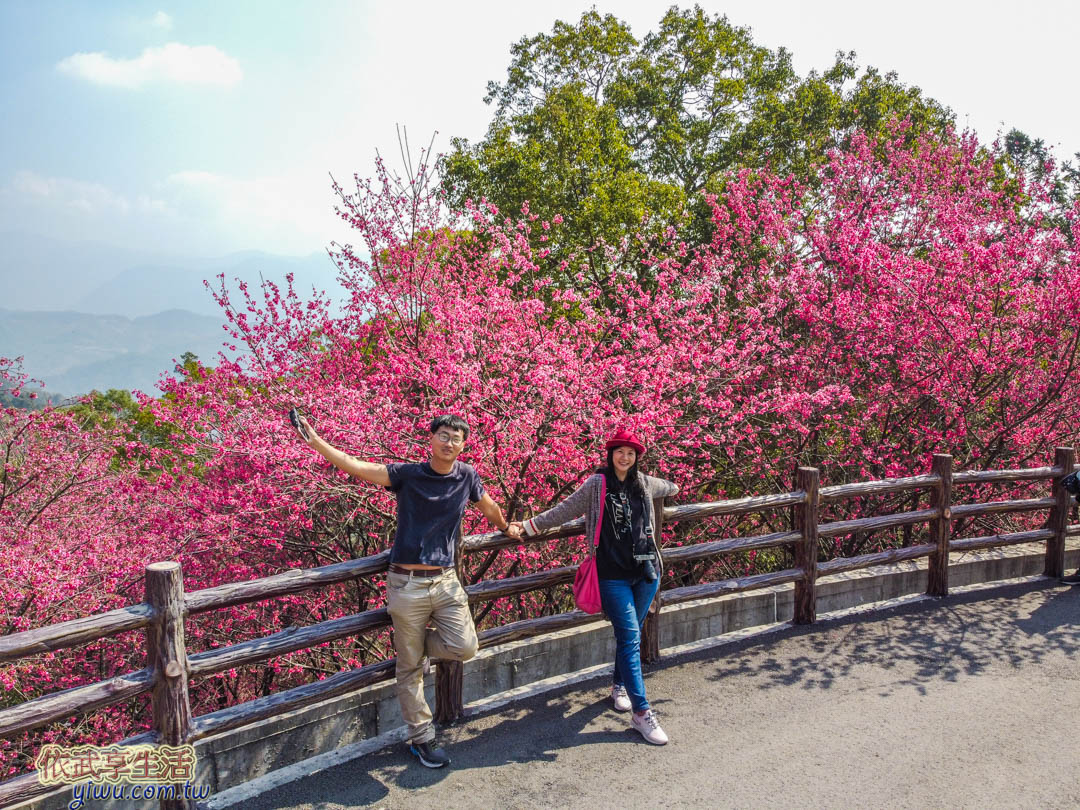 協雲宮櫻花