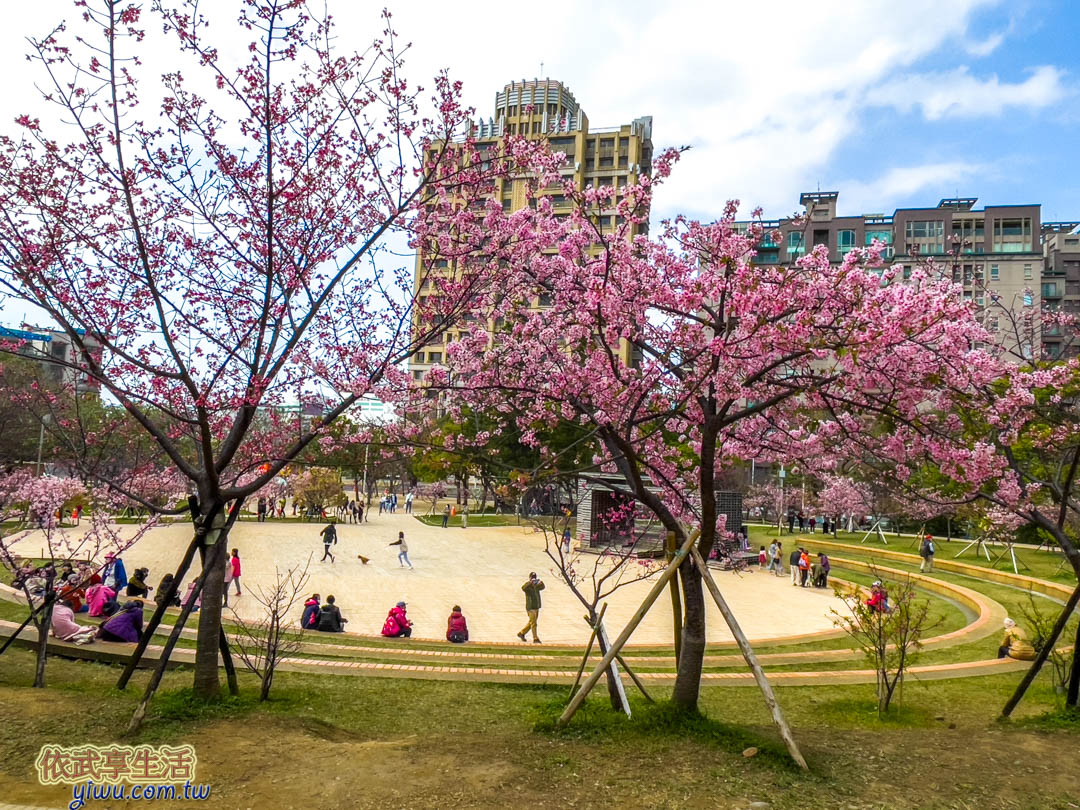 新竹公園櫻花季賞櫻