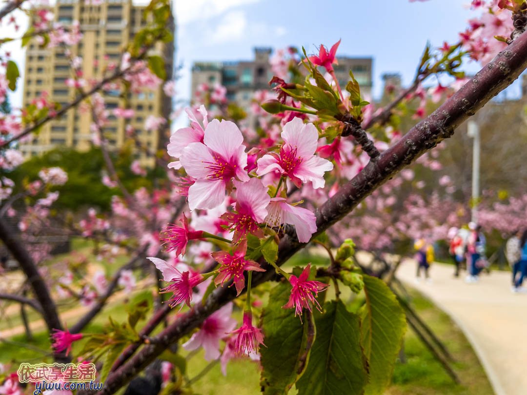 新竹公園櫻花季賞櫻
