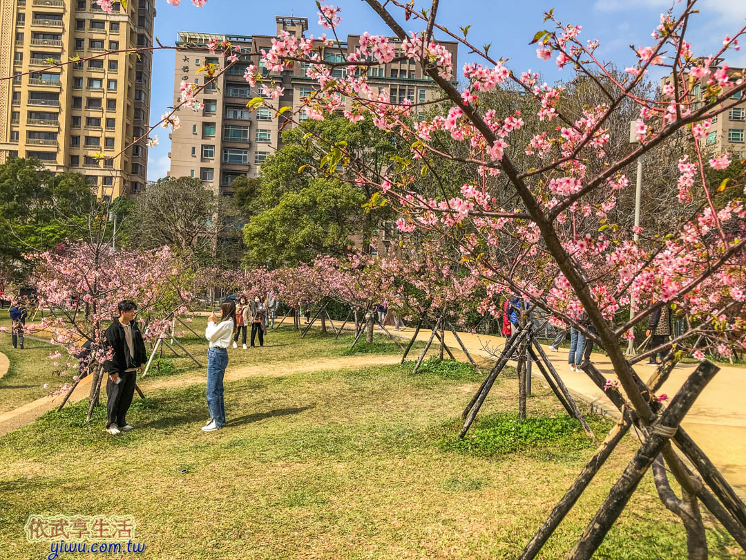 新竹公園櫻花季賞櫻