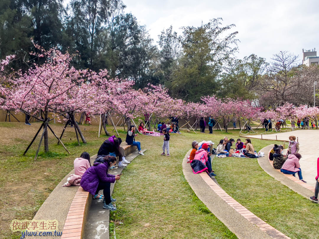 新竹公園櫻花季賞櫻
