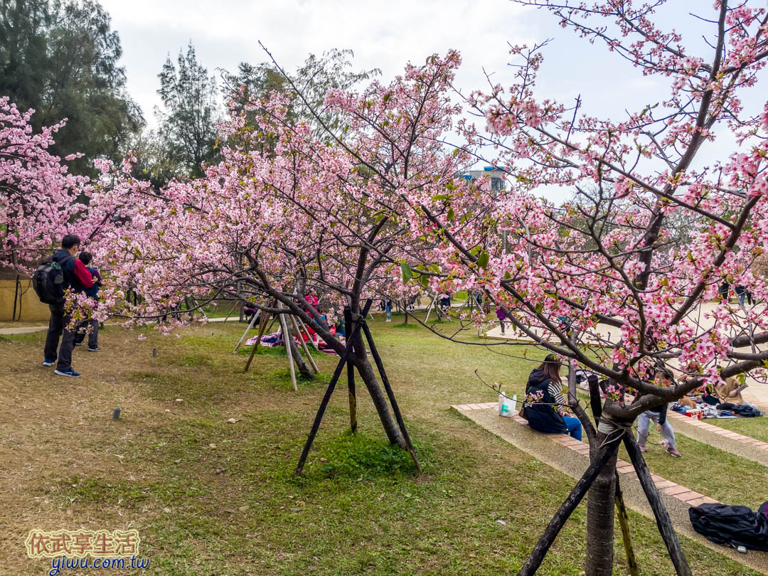 新竹公園櫻花季賞櫻